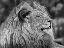 Load image into Gallery viewer, "Untameable" Original